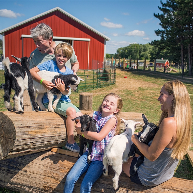 Family playing with goats at Country Bumpkin.