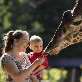 A person holding their child while feeding a giraffe at Timbavati Wildlife Park in Wisconsin Dells.
