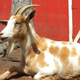 A goat at Timber Falls Adventure Park.