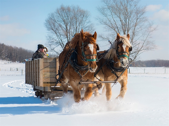 A family in a horse-drawn carriage at Red Ridge Ranch Riding Stables in Wisconsin Dells.