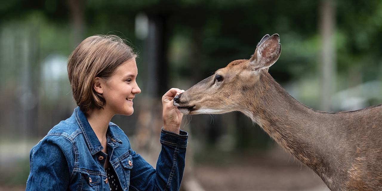 Girl feeding deer at Wisconsin Deer Park