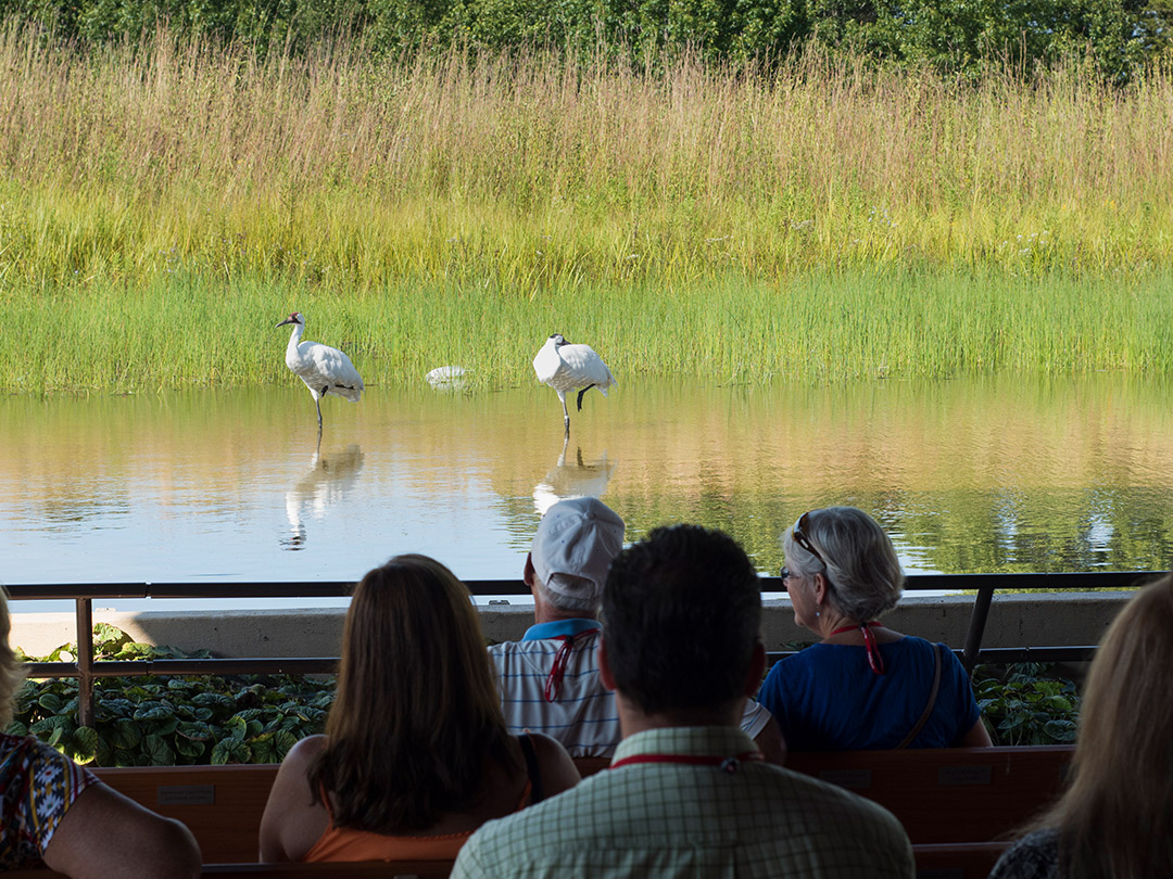 International Crane Founation.