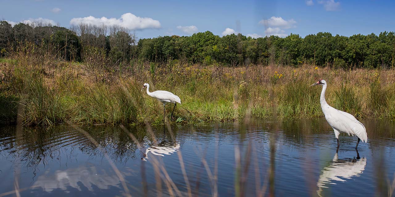 International crane foundation