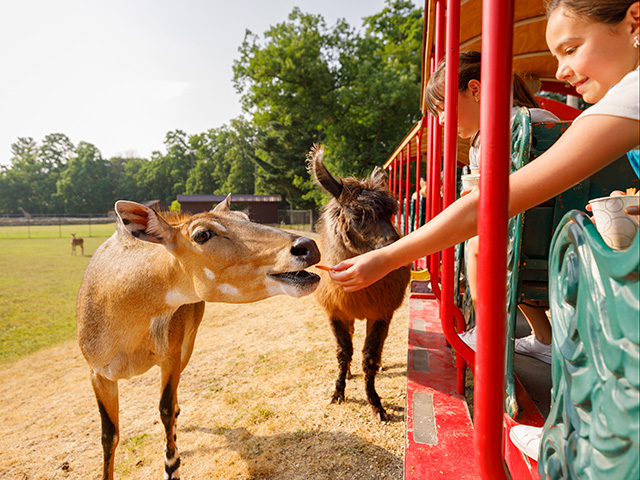 girl feeding animal at Timbavati Wildlife Park on train