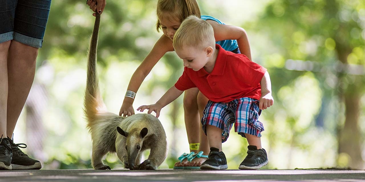 Two kids petting an animal at timbavati zoo