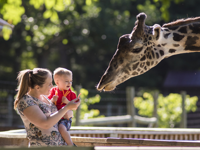 A mom and son feed a giraffe at Timbavati Wildlife Park in Wisconsin Dells.