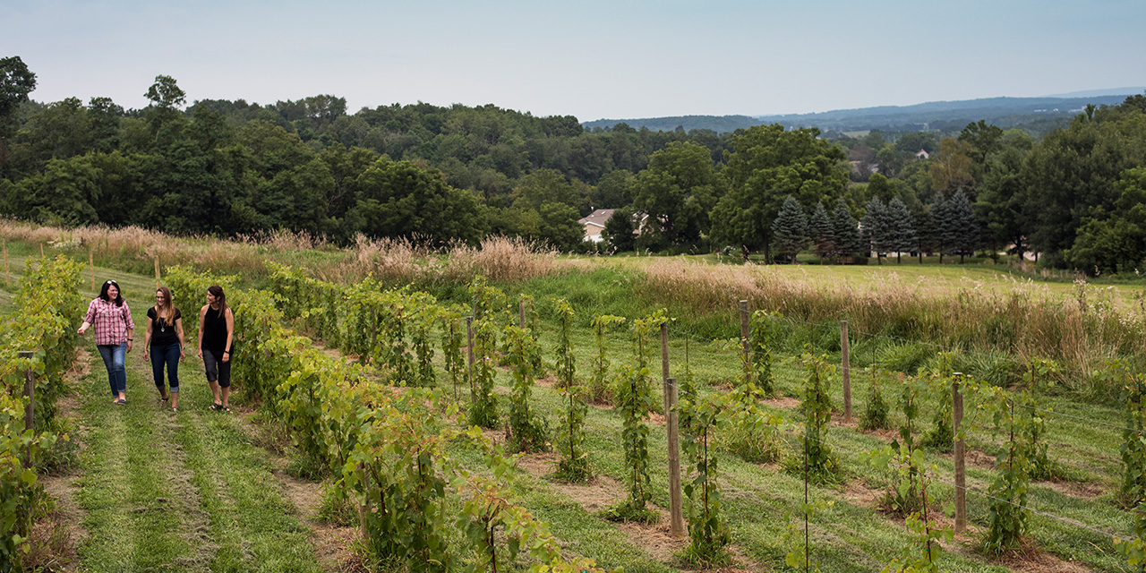 Women in a vineyard.