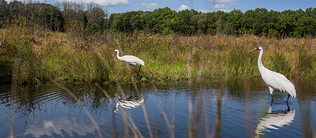 Internation Crane Foundation