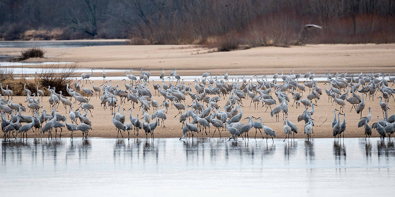 Great Midwest Crane Fest at International Crane Foundation.