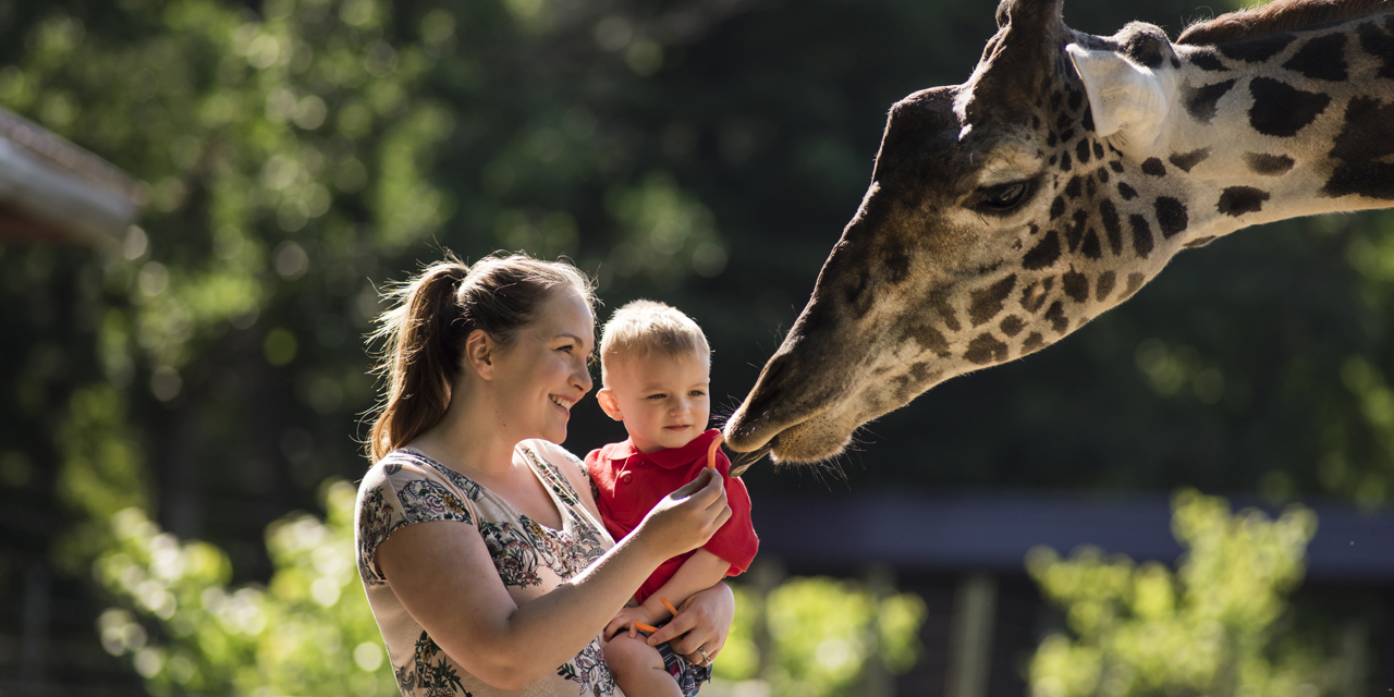 A person holding their child while feeding a giraffe at Timbavati Wildlife Park in Wisconsin Dells.