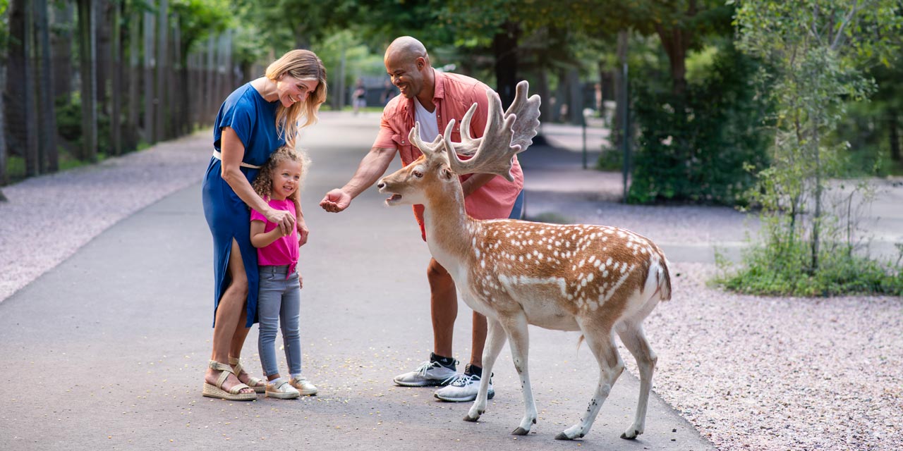 Family feeding a buck at Wisconsin Deer Park.