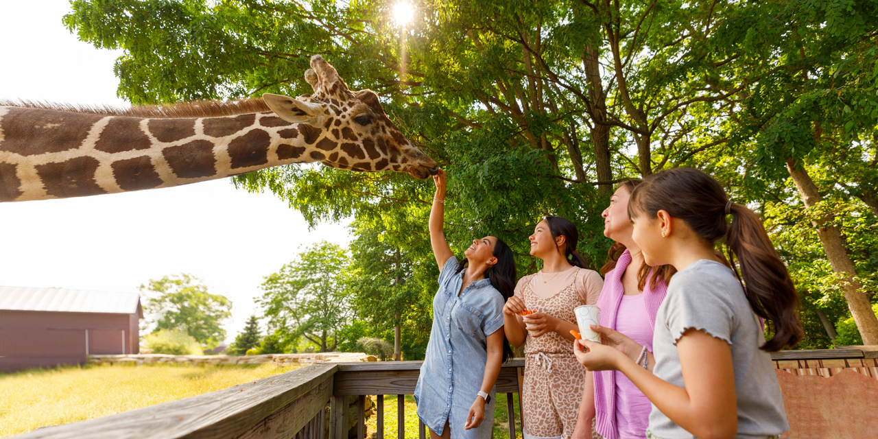 Family feeding a giraffe.