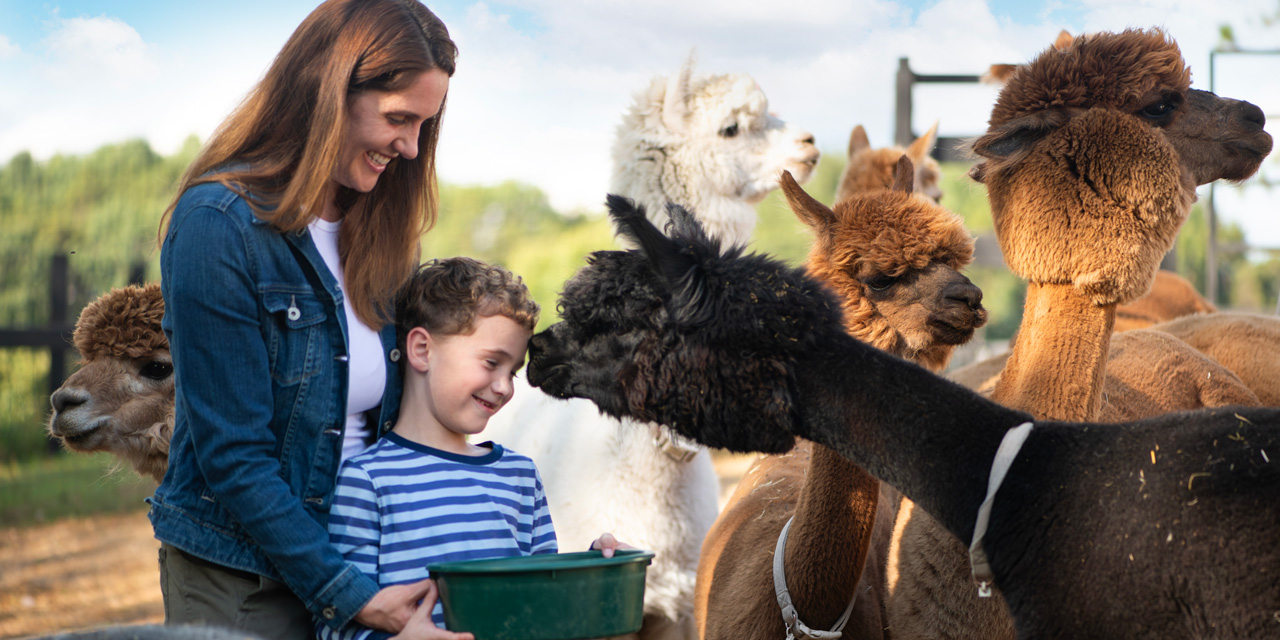 Boy feeding alpacas.
