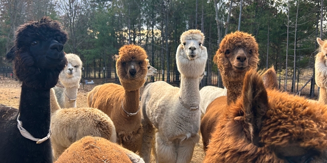 Casacampo Alpaca Ranch