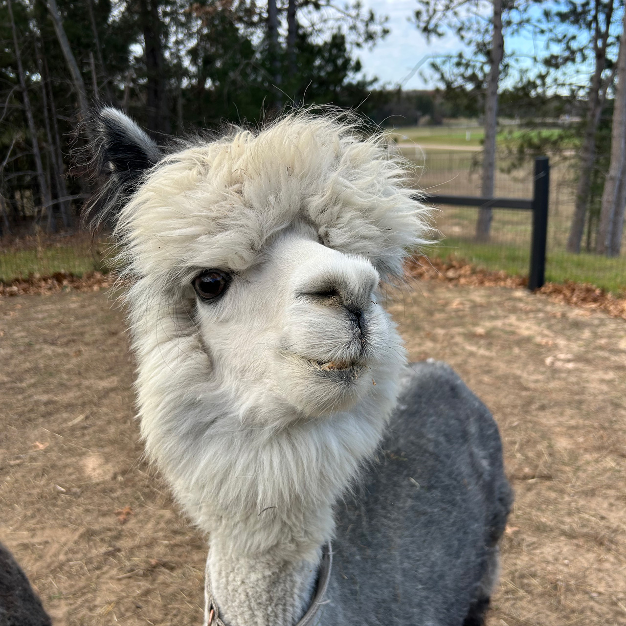 PFIFF Morso Saumur In Alpacca Per Cavalli - Baby, Con Catena Mento E Gancio, Spessore 15mm, Misura 50mm
