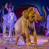 Elephants perform at Circus World.