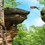 A dog jumps the famous chasm in Wisconsin Dells.