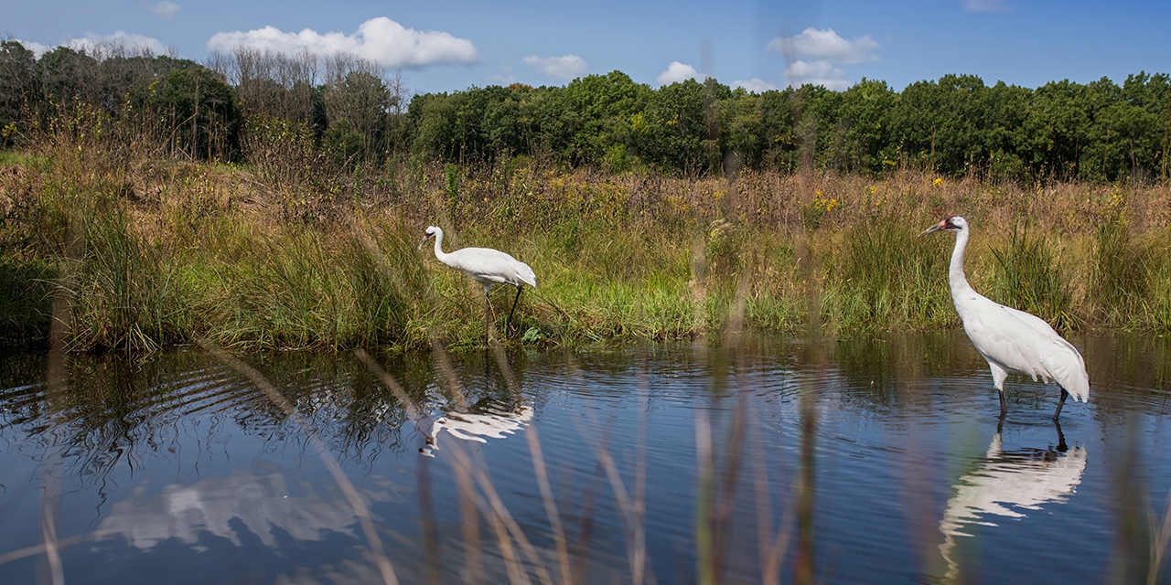 Cranes in a marsh.