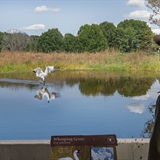 A man admires two Whooping Cranes.