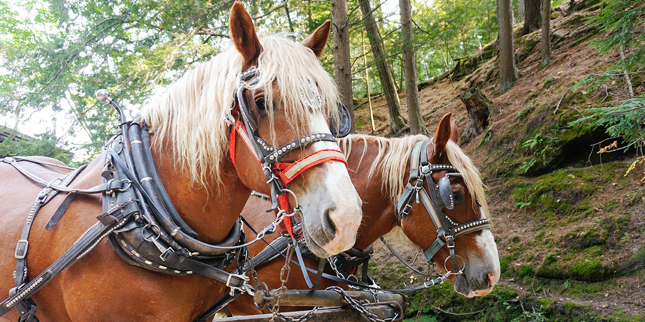 lost canyon horse tours cost