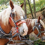 Horses at Lost Canyon Tours.