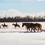 Horses and a horse-drawn carriage in winter.