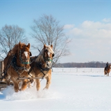 Horses and a horse-drawn carriage in winter.
