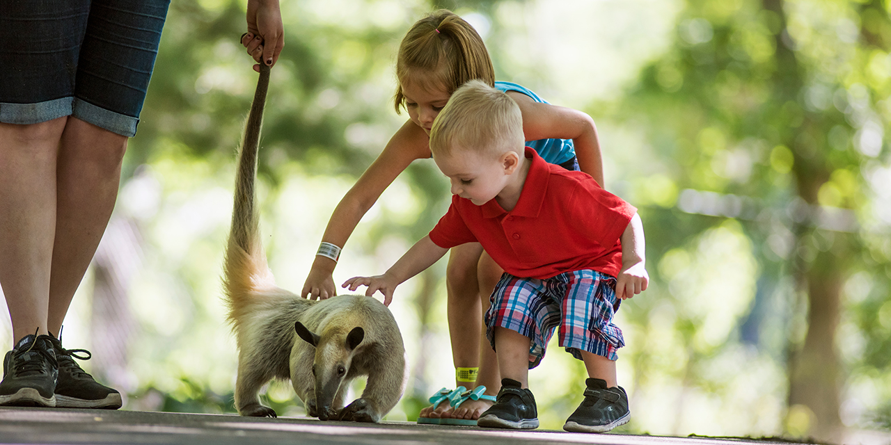 Children pet an anteater.