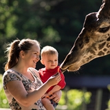 A mother and son feed a giraffe.