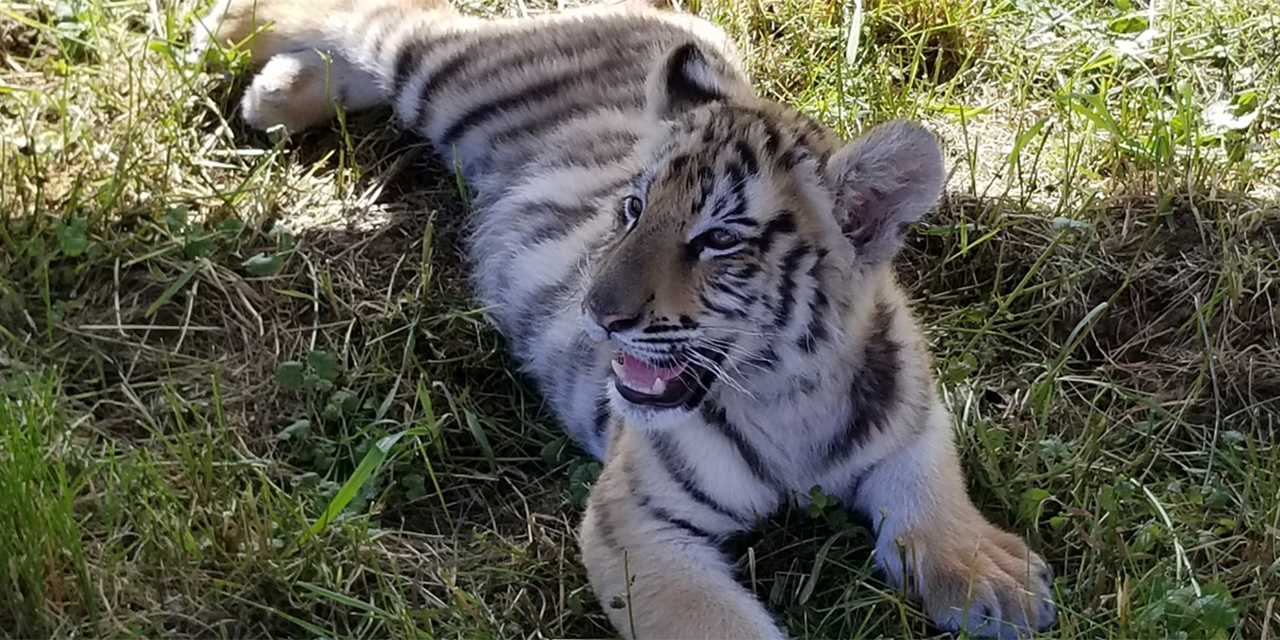 A tiger cub at Wisconsin Big Cat Rescue & Educational Center.