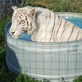 A tiger relaxing in some water.