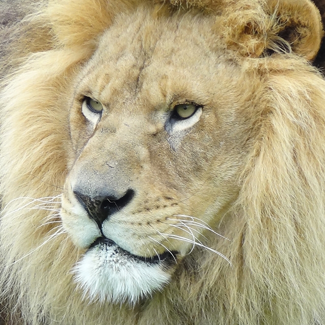 A lion at Wisconsin Big Cat Rescue & Education Center in the Dells area.