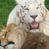 A lion and tiger playing.