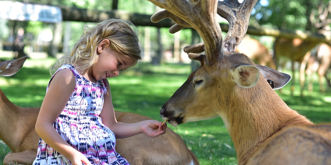 A girl feeds a deer.