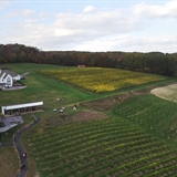 Aerial photo of the vineyard.