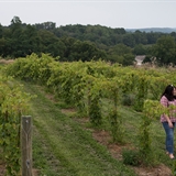 Women talking in the vineyard.