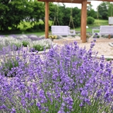 Lavender plants with swing seats behind.
