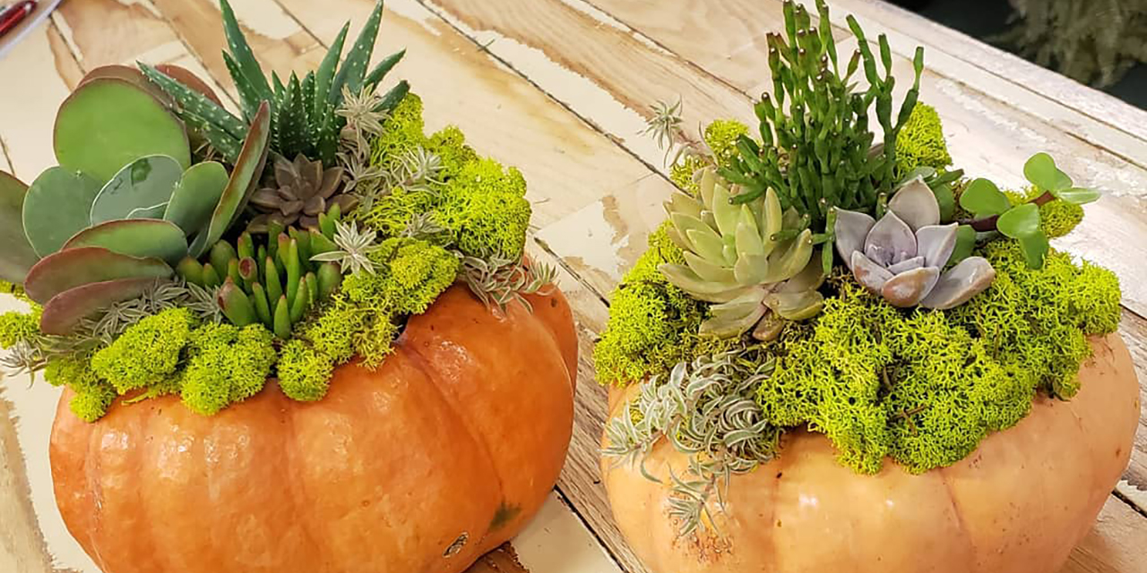 Small flower gardens in pumpkins.