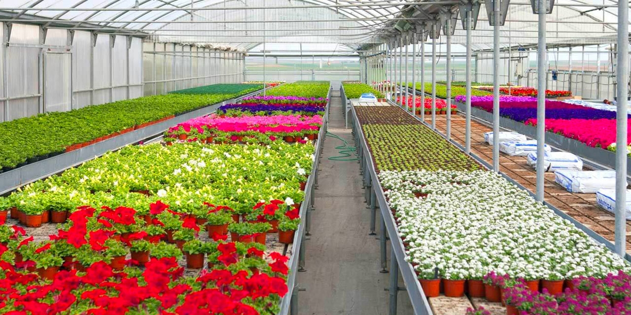 Flowers inside a greenhouse.