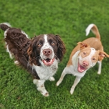 Two dogs looking at the camera.